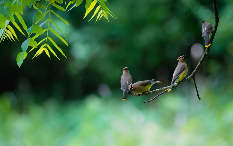 Consigli per principianti per il birdwatching nel proprio giardino